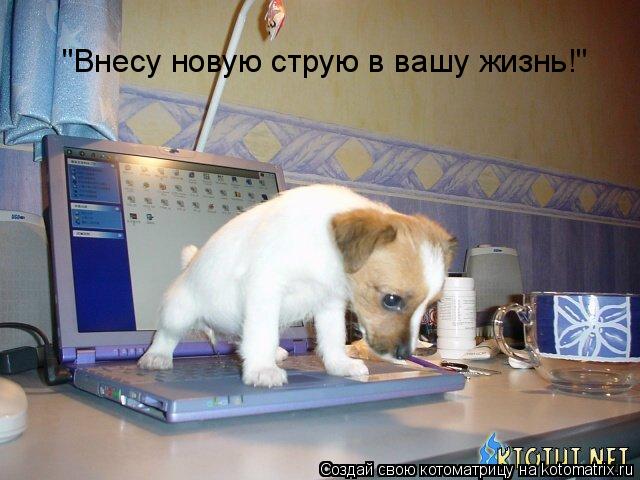 "Внесу новую струю в вашу жизнь!"... Котоматрица: "Внесу новую струю в вашу жизнь!"