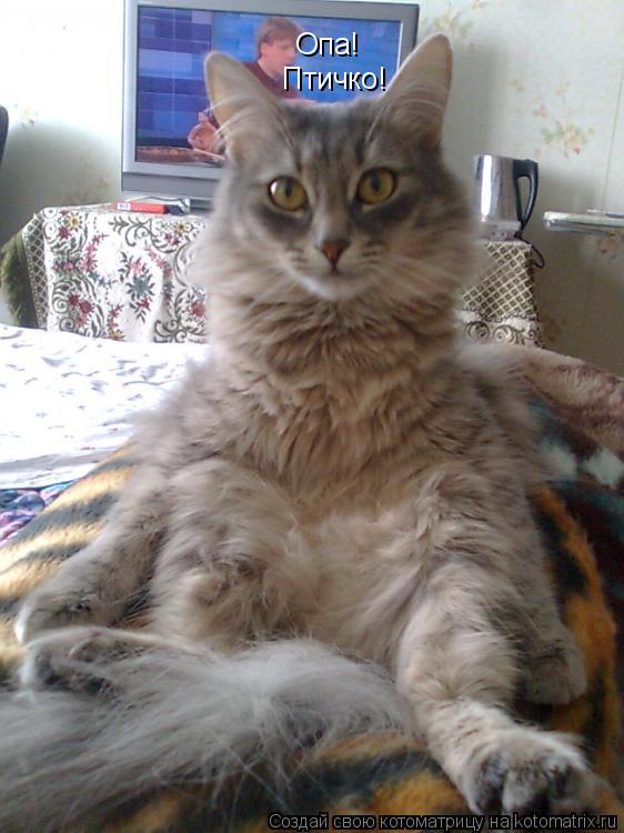 Опа! Птичко!... Котоматрица: Опа! Птичко!