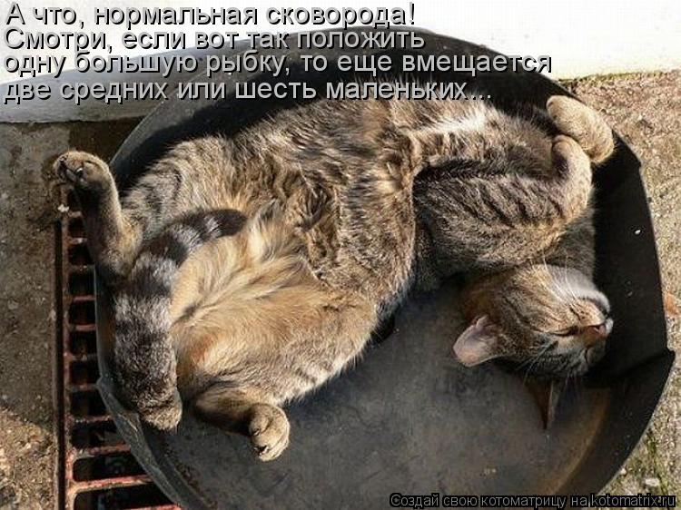 А что, нормальная сковорода! Смотри, если вот так положить одну большую рыбку, то еще вмещается две ... Котоматрица: А что, нормальная сковорода! Смотри, если вот так положить одну большую рыбку, то еще вмещается две средних или шесть маленьких...