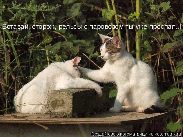 Вставай, сторож, рельсы с паровозом ты уже проспал..!... Котоматрица: Вставай, сторож, рельсы с паровозом ты уже проспал..!