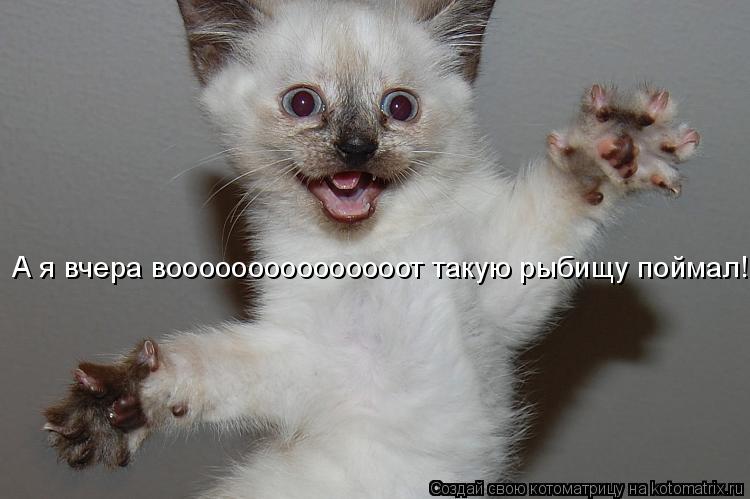 А я вчера вооооооооооооооот такую рыбищу поймал!... Котоматрица: А я вчера вооооооооооооооот такую рыбищу поймал!