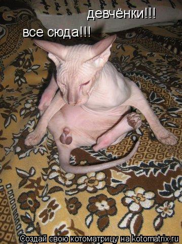 девчёнки!!! все сюда!!!... Котоматрица: девчёнки!!! все сюда!!!