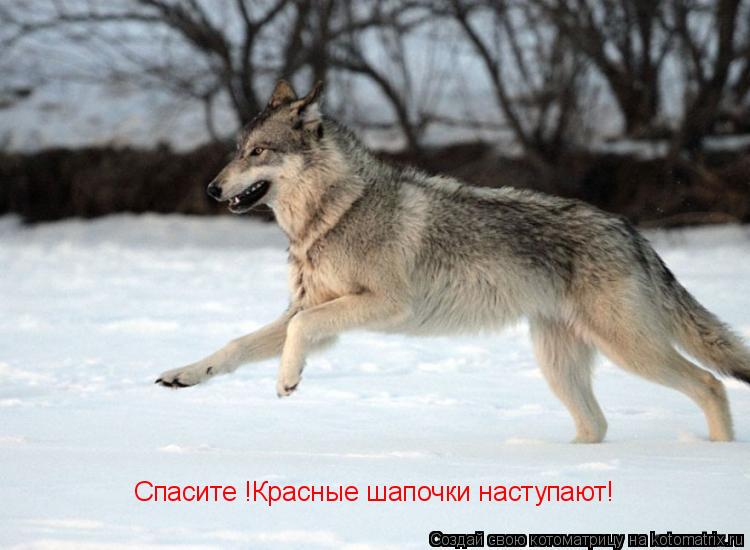 Спасите !Красные шапочки наступают!... Котоматрица: Спасите !Красные шапочки наступают!
