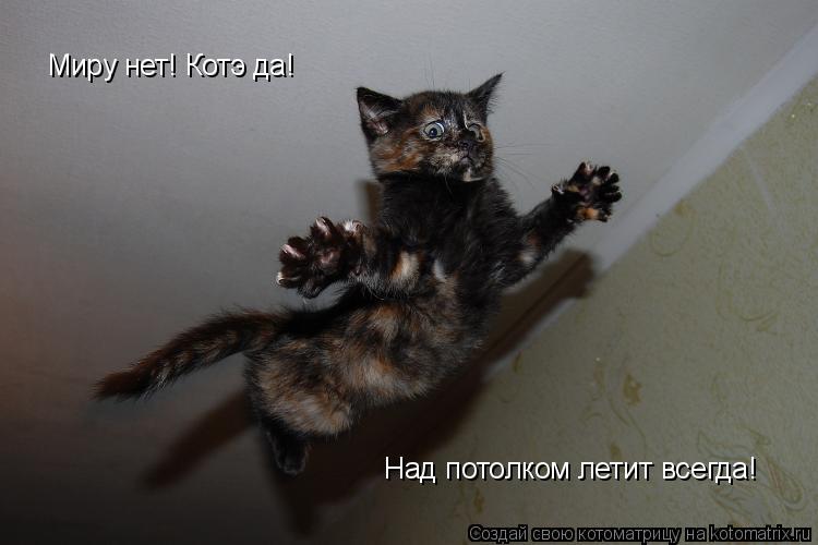 Миру нет! Котэ да! Над потолком летит всегда!... Котоматрица: Миру нет! Котэ да! Над потолком летит всегда!