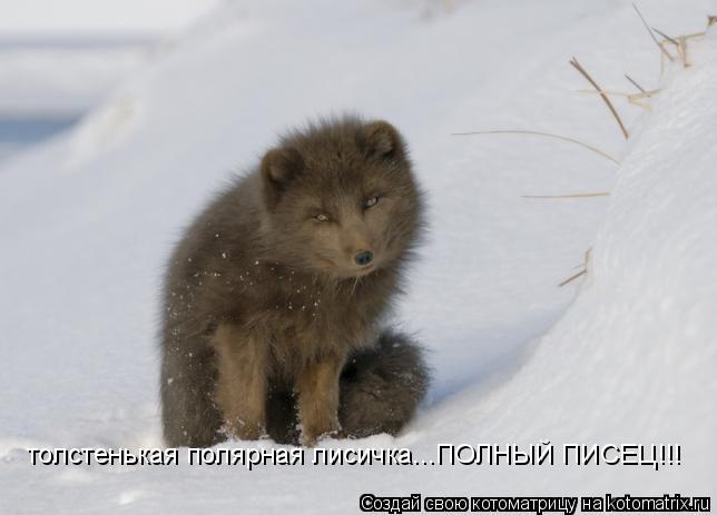 толстенькая полярная лисичка...ПОЛНЫЙ ПИСЕЦ!!!... Котоматрица: толстенькая полярная лисичка...ПОЛНЫЙ ПИСЕЦ!!!