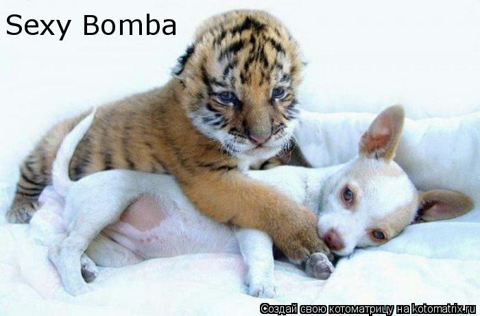 Sexy Bomba... Котоматрица: Sexy Bomba