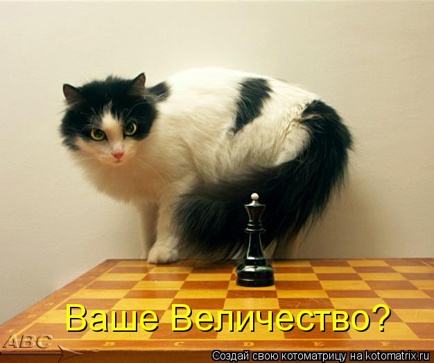 Ваше Величество?... Котоматрица: Ваше Величество?
