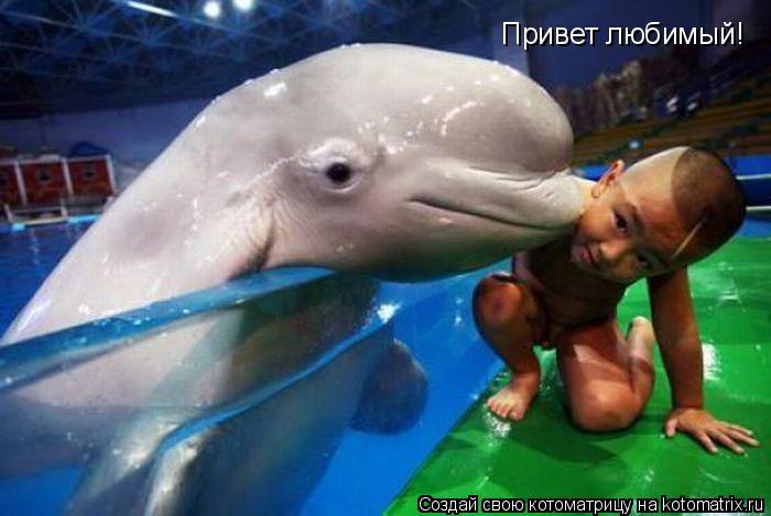 Привет любимый!... Котоматрица: Привет любимый!