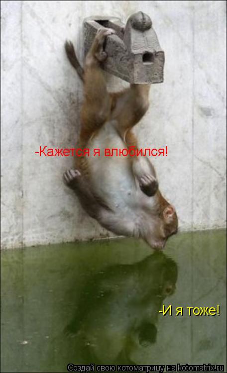 -Кажется я влюбился! -И я тоже!... Котоматрица: -Кажется я влюбился! -И я тоже!