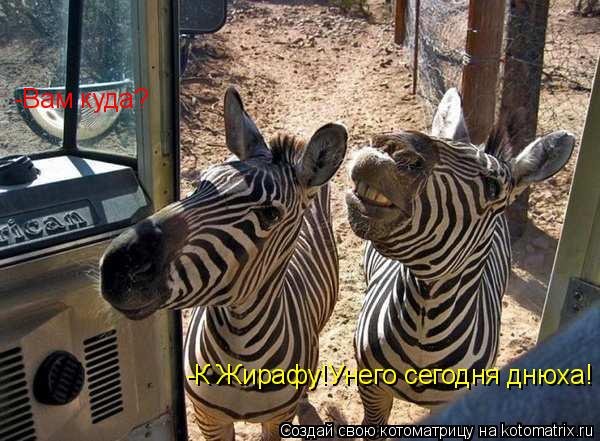 -Вам куда? -К Жирафу!Унего сегодня днюха!... Котоматрица: -Вам куда? -К Жирафу!Унего сегодня днюха!