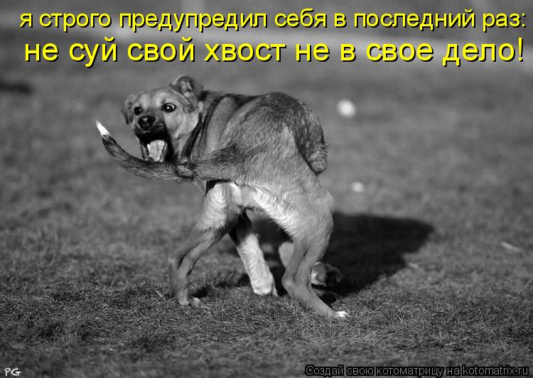 я строго предупредил себя в последний раз: не суй свой хвост не в свое дело!... Котоматрица: я строго предупредил себя в последний раз: не суй свой хвост не в свое дело!