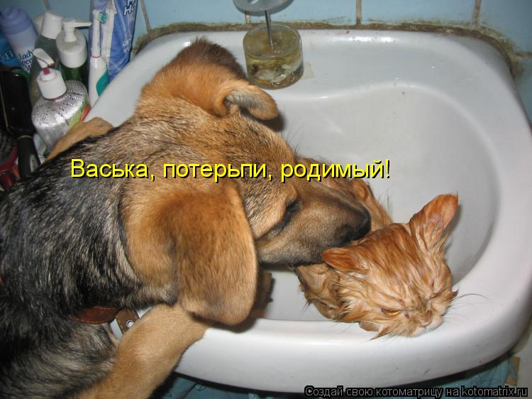 Васька, потерьпи, родимый!... Котоматрица: Васька, потерьпи, родимый!