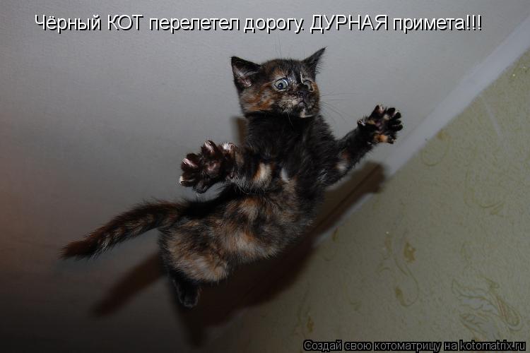 Чёрный КОТ перелетел дорогу. ДУРНАЯ примета!!!... Котоматрица: Чёрный КОТ перелетел дорогу. ДУРНАЯ примета!!!