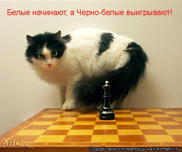 Белые начинают, а Черно-белые выигрывают!... Котоматрица: Белые начинают, а Черно-белые выигрывают!