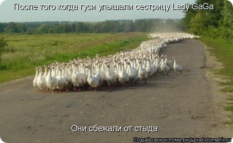 После того когда гуси улышали сестрицу Lady GaGa Они сбежали от стыда... Котоматрица: После того когда гуси улышали сестрицу Lady GaGa Они сбежали от стыда