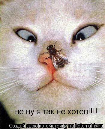 не ну я так не хотел!!!!... Котоматрица: не ну я так не хотел!!!!