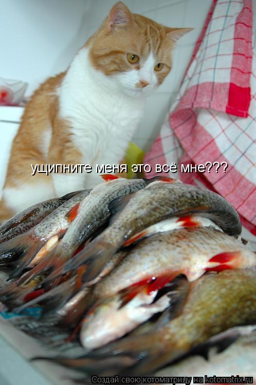 ущипните меня это всё мне???... Котоматрица: ущипните меня это всё мне???