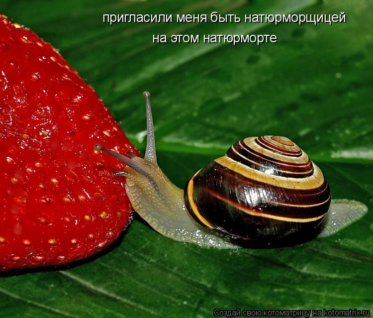 пригласили меня быть натюрморщицей на этом натюрморте... Котоматрица: пригласили меня быть натюрморщицей на этом натюрморте
