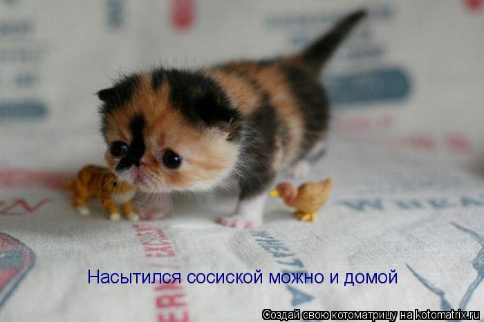Насытился сосиской можно и домой... Котоматрица: Насытился сосиской можно и домой