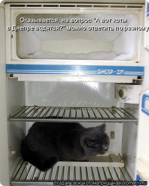 Оказывается, на вопрос "А вот коты в Днепре водятся?" можно ответить по разному.... Котоматрица: Оказывается, на вопрос "А вот коты в Днепре водятся?" можно ответить по разному.