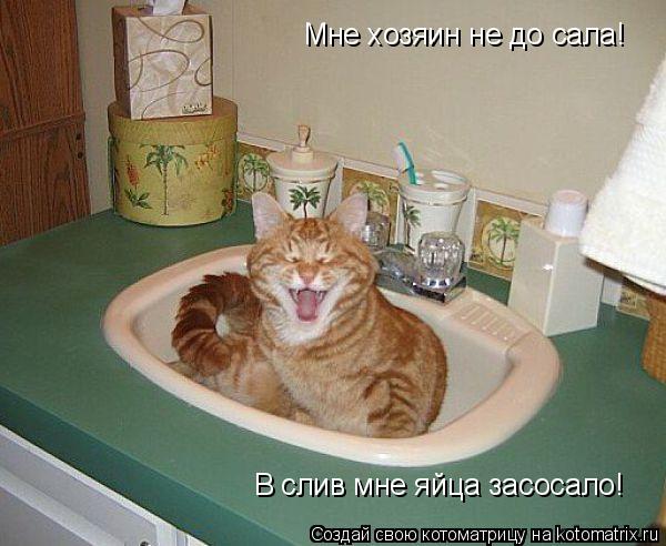 Котоматрица: Мне хозяин не до сала! В слив мне яйца засосало!