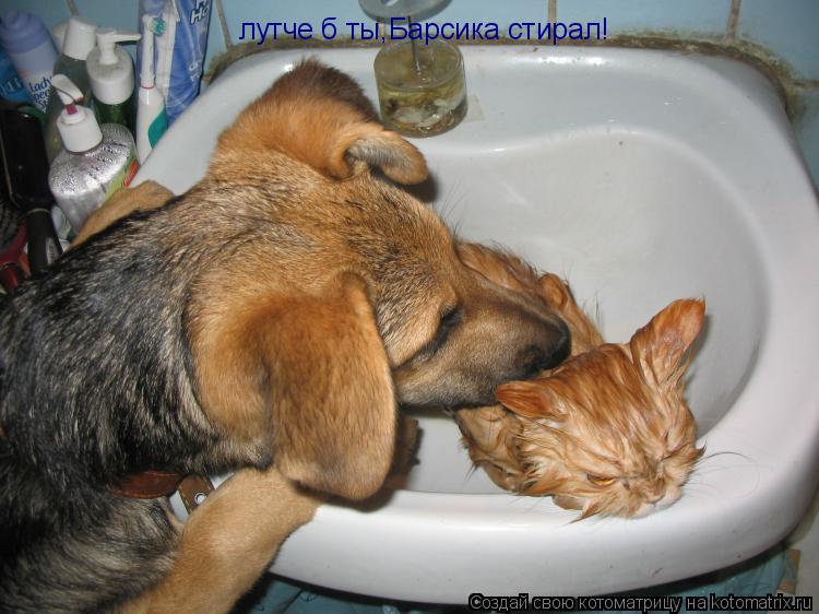 Котоматрица: лутче б ты,Барсика стирал!