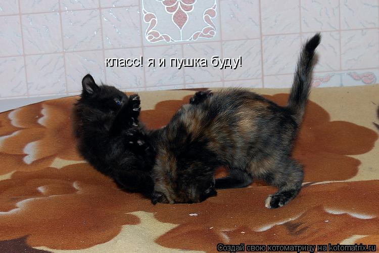 Котоматрица: класс! я и пушка буду!