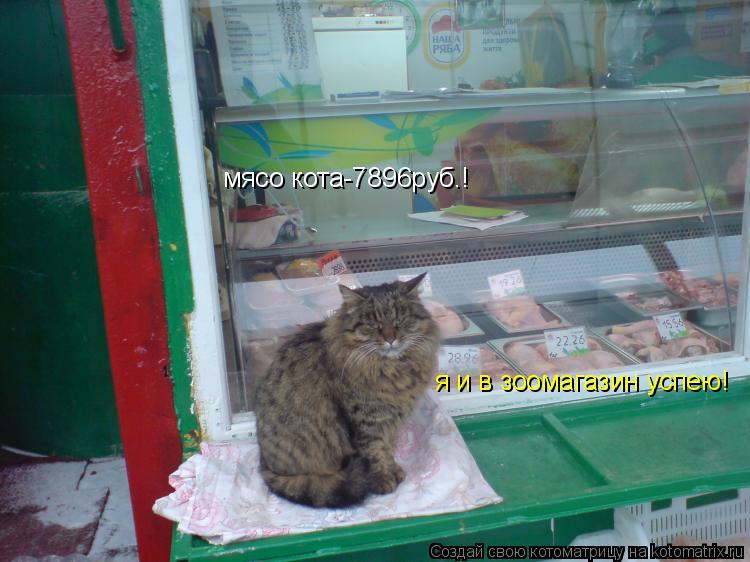 Котоматрица: мясо кота-7896руб.! я и в зоомагазин успею!