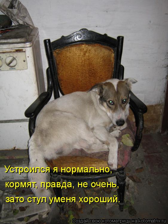 Котоматрица: Устроился я нормально, кормят, правда, не очень, зато стул уменя хороший.