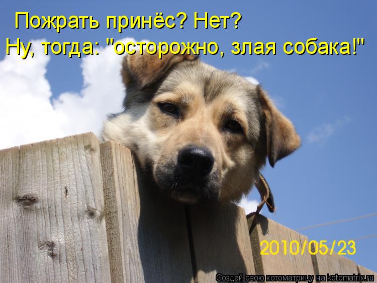 Котоматрица: Пожрать принёс? Нет? Ну, тогда: "осторожно, злая собака!"