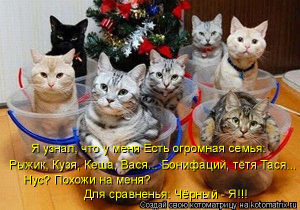 Котоматрица: Я узнал, что у меня Есть огромная семья: Рыжик, Кузя, Кеша, Вася... Бонифаций, тётя Тася... Нус? Похожи на меня? Для сравненья: Чёрный - Я!!!