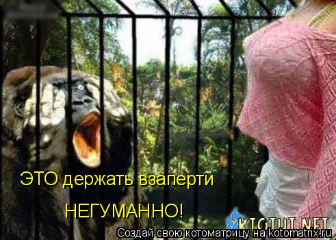 Котоматрица: ЭТО держать взаперти НЕГУМАННО!