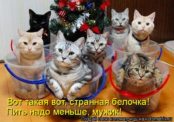Котоматрица: Вот такая вот, странная белочка! Пить надо меньше, мужик!
