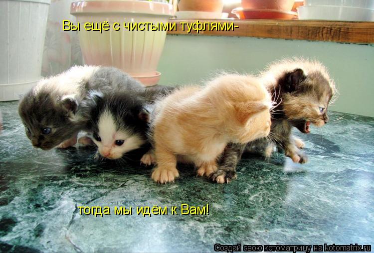 Котоматрица: Вы ещё с чистыми туфлями- тогда мы идём к Вам!