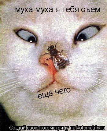 Котоматрица: муха муха я тебя съем ещё чего