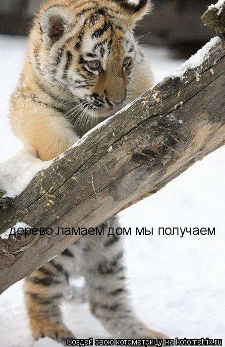 Котоматрица: дерево ламаем дом мы получаем