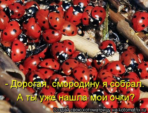 - Дорогая, смородину я собрал. А ты уже нашла мои очки?... Котоматрица: - Дорогая, смородину я собрал. А ты уже нашла мои очки?