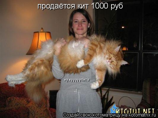 Котоматрица: продаётся кит 1000 руб  ну кууууупите