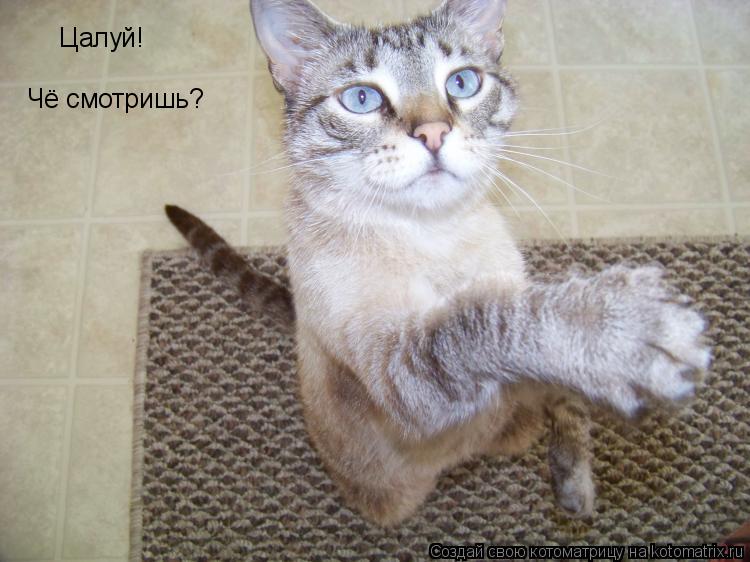 Котоматрица: Цалуй! Чё смотришь?
