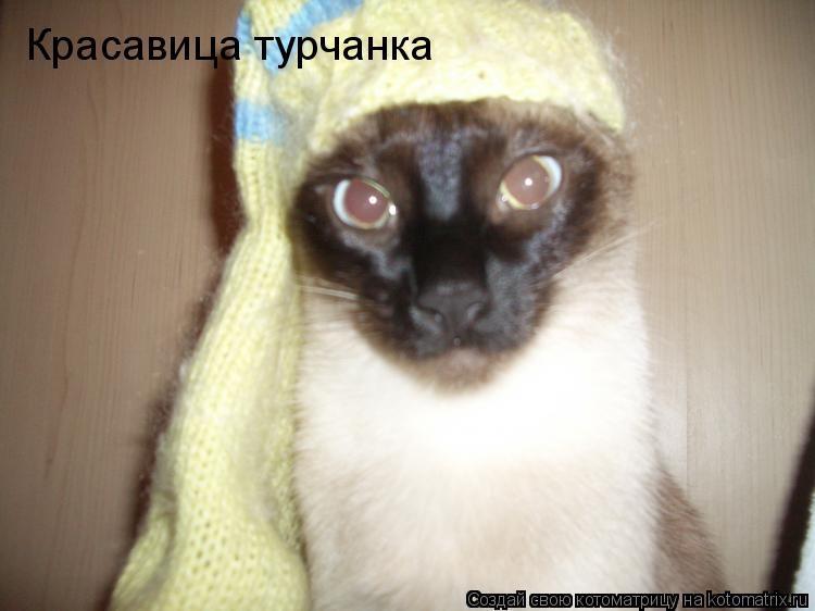 Котоматрица: Красавица турчанка