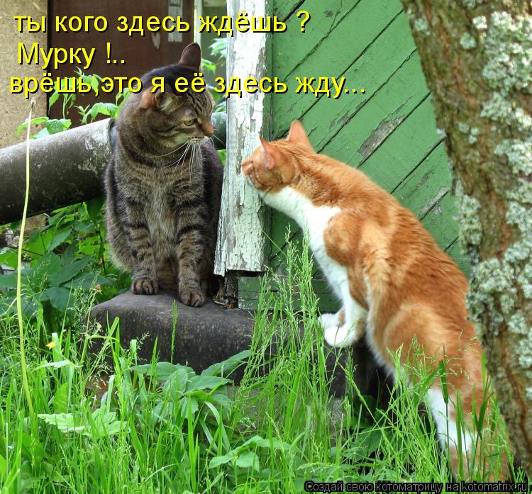 Котоматрица: ты кого здесь ждёшь ? Мурку !.. врёшь,это я её здесь жду...