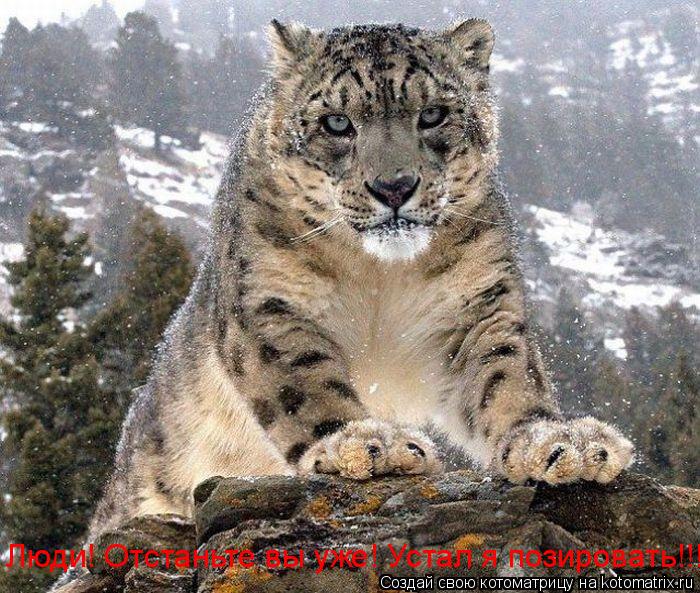 Котоматрица: Люди! Отстаньте вы уже! Устал я позировать!!!