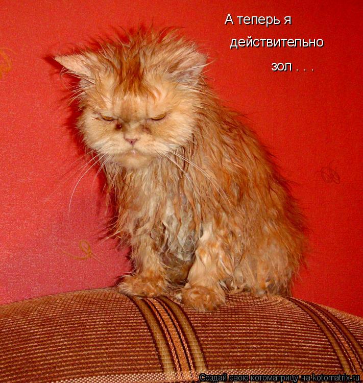 Котоматрица: А теперь я  действительно зол . . .