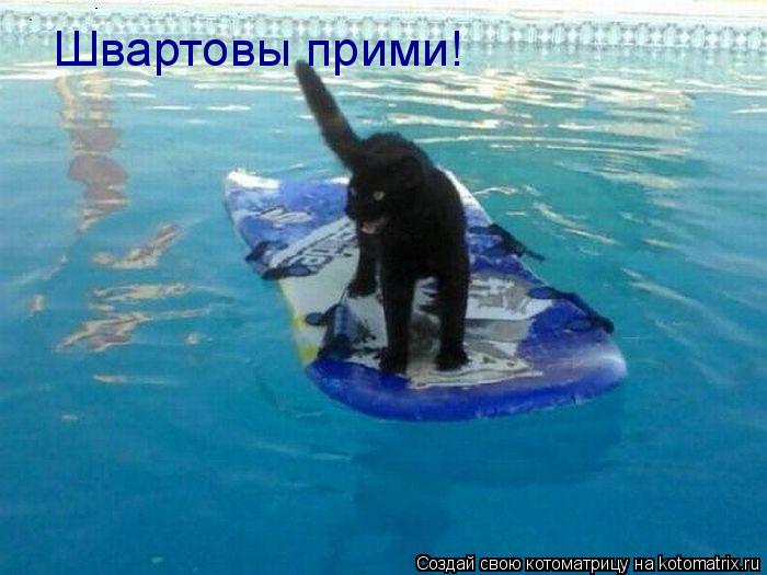 Котоматрица: Швартовы прими!