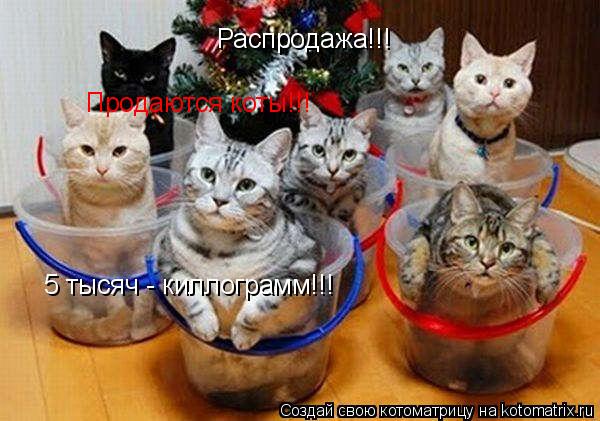 Котоматрица: Распродажа!!! Продаются коты!!! 5 тысяч - киллограмм!!!