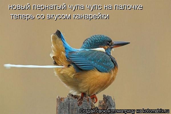 Котоматрица: новый пернатый чупа чупс на палочке теперь со вкусом канарейки