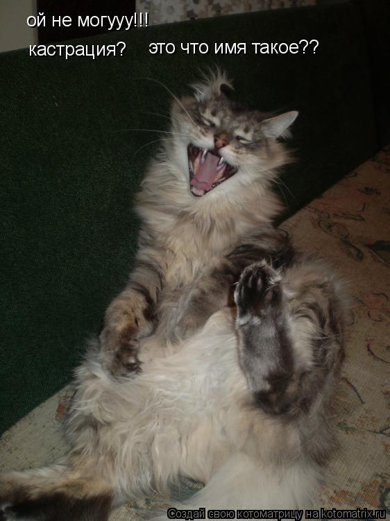 Котоматрица: ой не могууу!!! кастрация?  это что имя такое??
