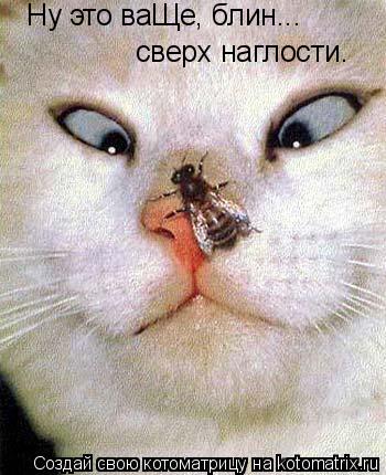 Котоматрица: Ну это ваЩе, блин... сверх наглости.