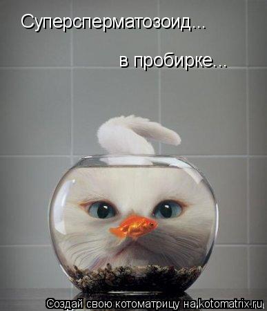 Котоматрица: Суперсперматозоид... в пробирке...