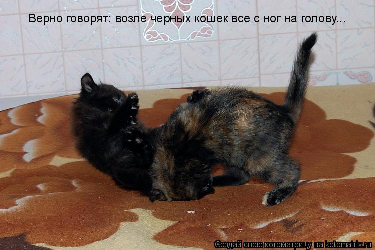 Котоматрица: Верно говорят: возле черных кошек все с ног на голову...